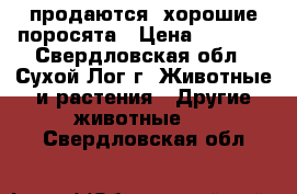   продаются  хорошие поросята › Цена ­ 3 000 - Свердловская обл., Сухой Лог г. Животные и растения » Другие животные   . Свердловская обл.